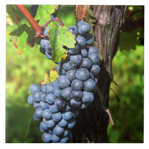 Carreau En Céramique Une grappe de raisin Merlot mûr sur une vigne avec