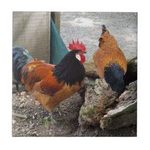 Carreau En Céramique Une paire de poulets Vorwerk, coq et mangeur de po