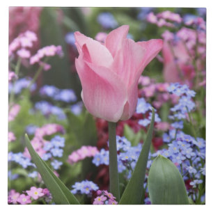 Carreau En Céramique Une tulipe au Jardin du Luxembourg, Paris, France