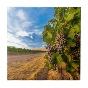 Carreau En Céramique USA, Washington, Yakima Valley. Raisins de Merlot