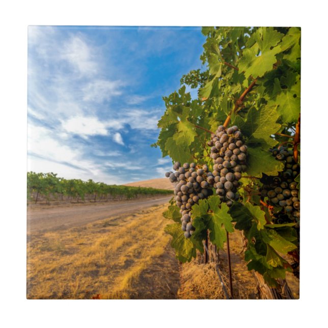 Carreau En Céramique USA, Washington, Yakima Valley. Raisins de Merlot (Devant)