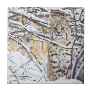 Carreau En Céramique USA, Wyoming, Bobcat