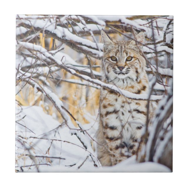 Carreau En Céramique USA, Wyoming, Bobcat (Devant)