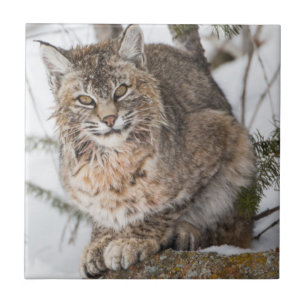 Carreau En Céramique USA, Wyoming, Parc national de Yellowstone, Bobcat