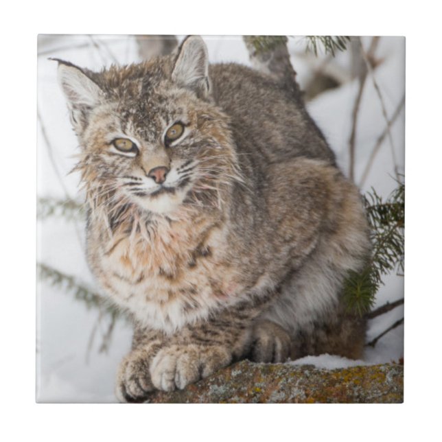 Carreau En Céramique USA, Wyoming, Parc national de Yellowstone, Bobcat (Devant)