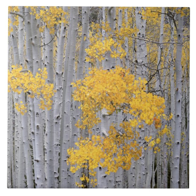 Carreau En Céramique UTAH. ÉTATS-UNIS. Tremblaie (Populus tremuloides)  (Devant)