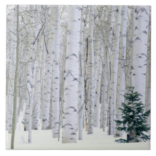 Carreau En Céramique UTAH. USA. Aspen (Populus tremuloides) et Douglas