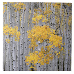 Carreau En Céramique UTAH. USA. Gruve d'Aspen (Populus tremuloides) dan