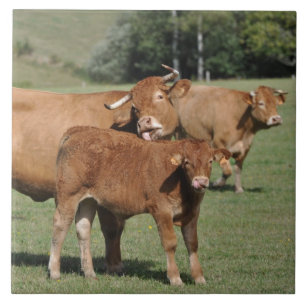 Carreau En Céramique Vache Brown et veau du Limousin