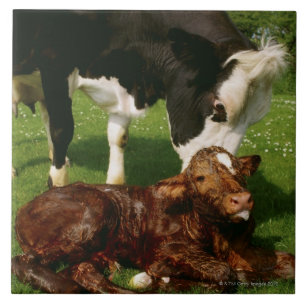 Carreau En Céramique Vache et veau nouveau-né