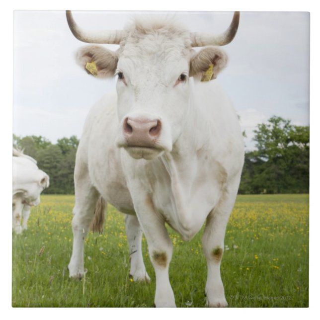Carreau En Céramique Vache se tenant dans le domaine herbeux (Devant)