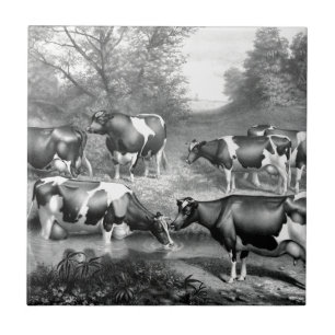 Carreau En Céramique Vaches libres Holstein vaches frey