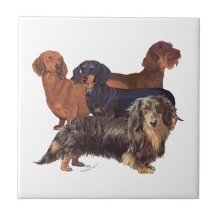 Carreau En Céramique Variétés de Dachshund