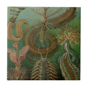 Carreau En Céramique Vers Annelides Chaetopoda par Ernst Haeckel