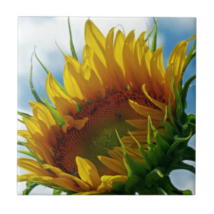 Carreau En Céramique Vers le soleil