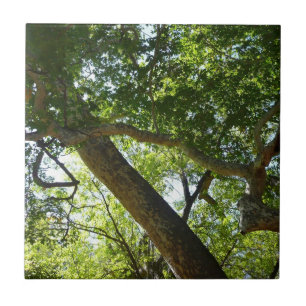 Carreau En Céramique Vert de la nature de l'érable sycomore