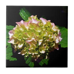 Carreau En Céramique Vert jaune rose Hydrangea rose fleur jaune rose