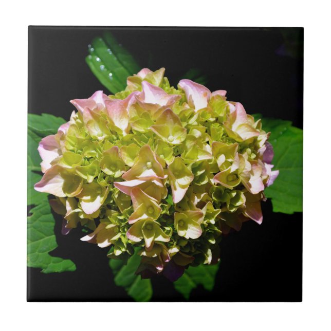 Carreau En Céramique Vert jaune rose Hydrangea rose fleur jaune rose (Devant)