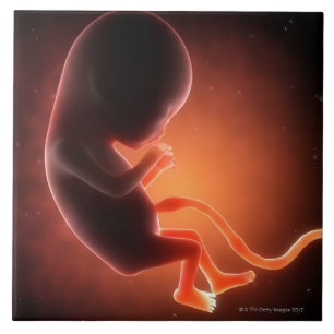Carreau En Céramique Vieux foetus de deux mois