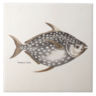 Carreau En Céramique Vieux Lampris Luna de 1800s d'Opah de poissons