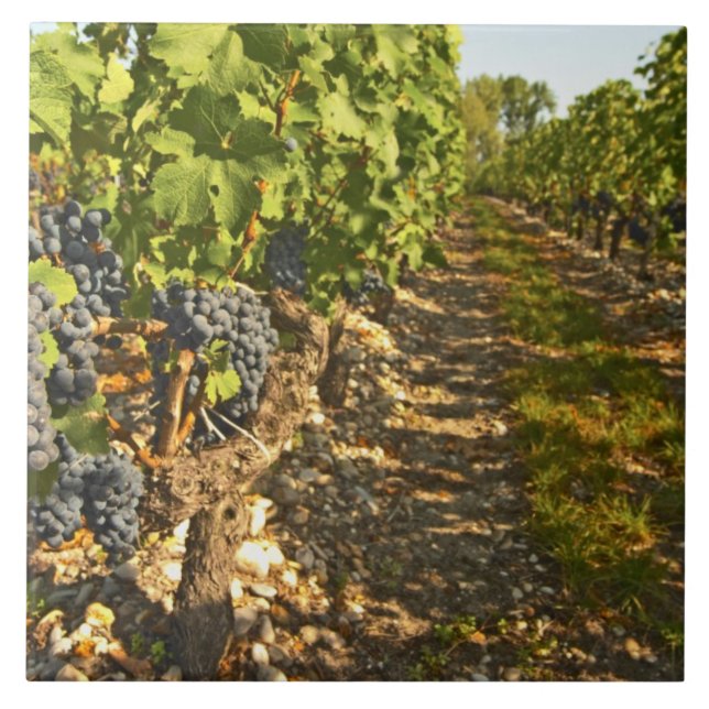 Carreau En Céramique vignes de Cabernet Sauvignon alignées dans le (Devant)
