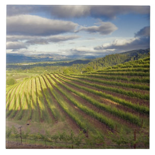Carreau En Céramique Vignoble. Napa Valley. Napa. Comté de Napa,