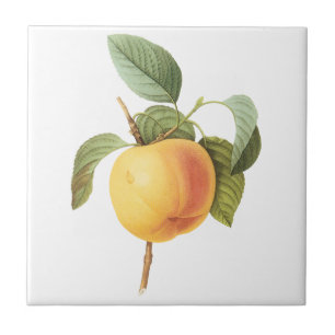 Carreau En Céramique Vintage Fruit Food, Calville Apple par Redoute