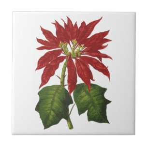 Carreau En Céramique Vintage Noël, Rouge Poinsettia Plante d'hiver