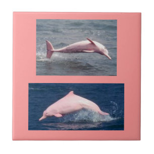 Carreau En Céramique vraie tuile rose de dauphins