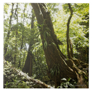 Carreau En Céramique vue de forêt tropicale, Dominique
