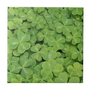 Carreau En Céramique Vue d'Oxalis Oregana feuillage d'oseille des bois