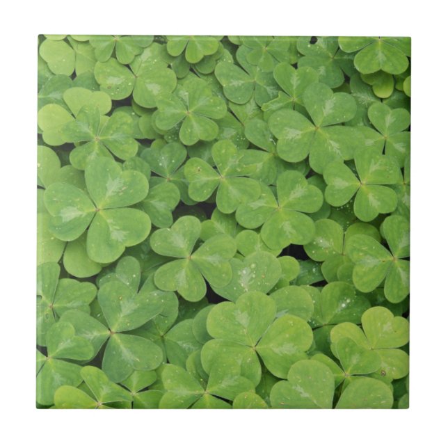 Carreau En Céramique Vue sur Oxalis Oregana Bois Sorrel Foliage (Devant)