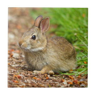 Carreau En Céramique WA, Redmond, lapin bébé à queue blanche