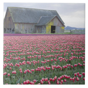 Carreau En Céramique WA, Skagit Valley, Tulip Field et Barn