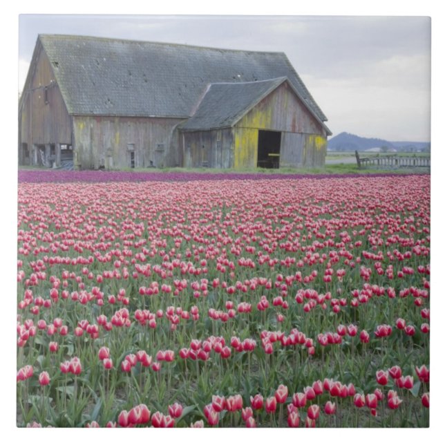 Carreau En Céramique WA, Skagit Valley, Tulip Field et Barn (Devant)