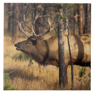 Carreau En Céramique wapiti, Cervus elaphus, bull bourdonne dans un brû