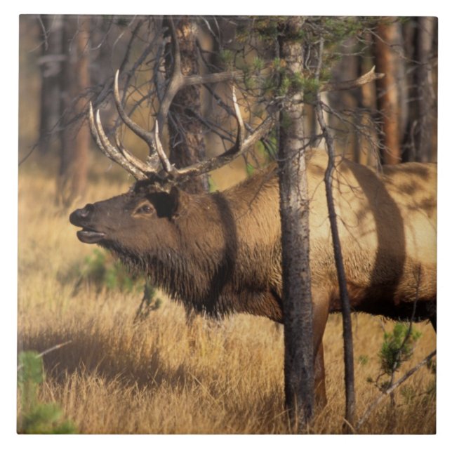 Carreau En Céramique wapiti, Cervus elaphus, bull bourdonne dans un brû (Devant)