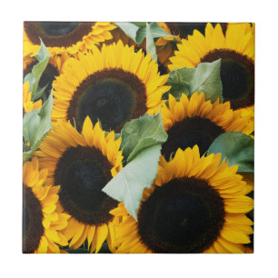 Carreau En Céramique Washington, Seattle, Tournesol à vendre pike