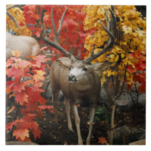 Carreau En Céramique Whitetail en automne