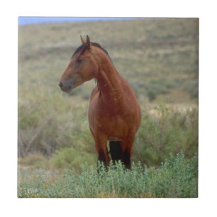 Carreau En Céramique Wild Bay Horse, Wyoming