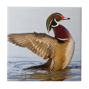 Carreau En Céramique Wood Duck mal flapping wings in wetland