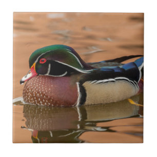 Carreau En Céramique Wood Duck Swimming
