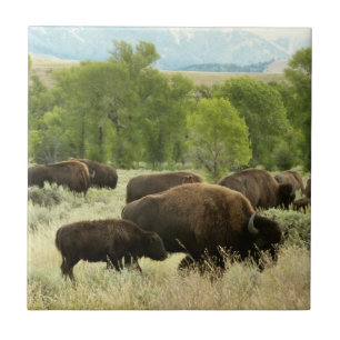 Carreau En Céramique Wyoming Bison Nature Animal Photographie
