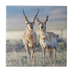 Carreau En Céramique Wyoming, comté de Sublette, mâles pronghorn