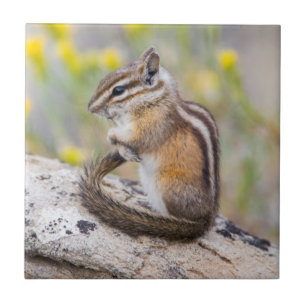 Carreau En Céramique Wyoming, Comté De Sublette, Moins Chipmunk