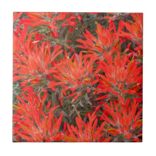 Carreau En Céramique Wyoming, Lincoln County, Desert Paintbrush