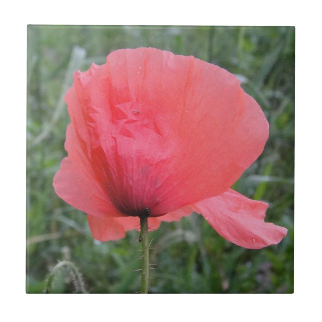 Carreau En Céramique Zarte a écrit Mohnblume (Devant)