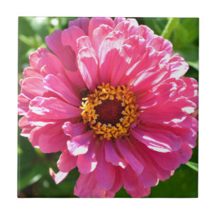 Carreau En Céramique Zinnia rose