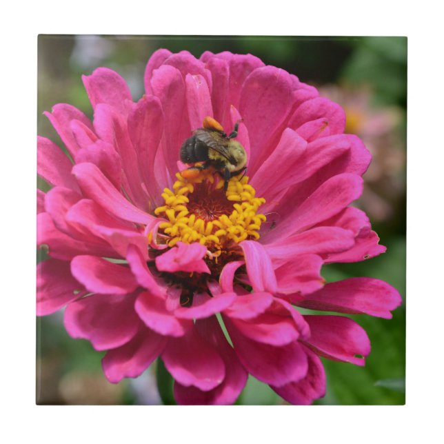 Carreau En Céramique Zinnia rose et Bumble bee (Devant)