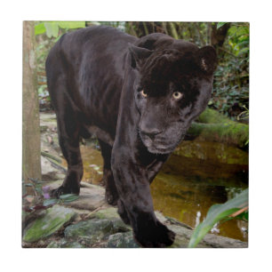 Carreau En Céramique Zoo de Belize City. Panthère noire
